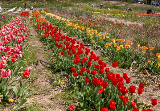Tulips - display this album Tulips